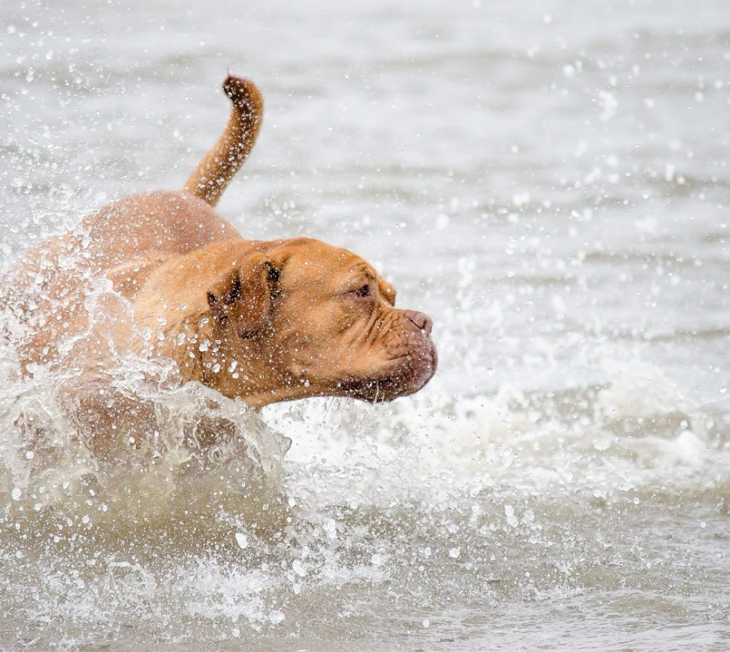 dog photography, dog, water-1551692.jpg